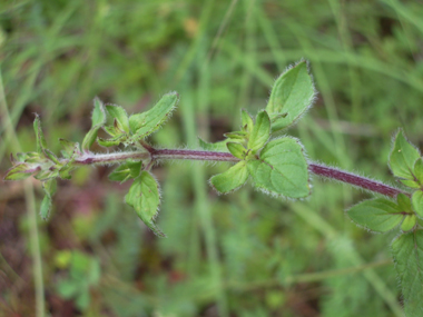 Feuilles lancéolées velues. Agrandir dans une nouvelle fenêtre (ou onglet)